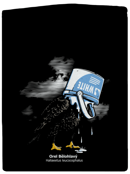 Orel bělohlavý