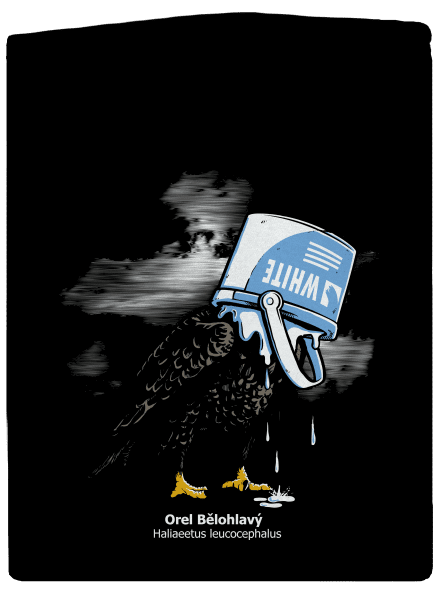 Orel bělohlavý